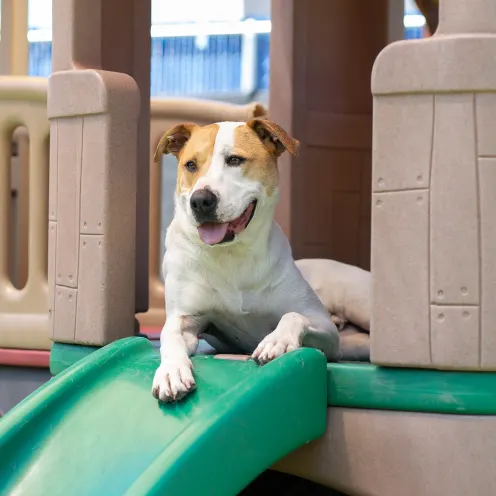 Dog on slide at Bowhaus in Boulder, CO